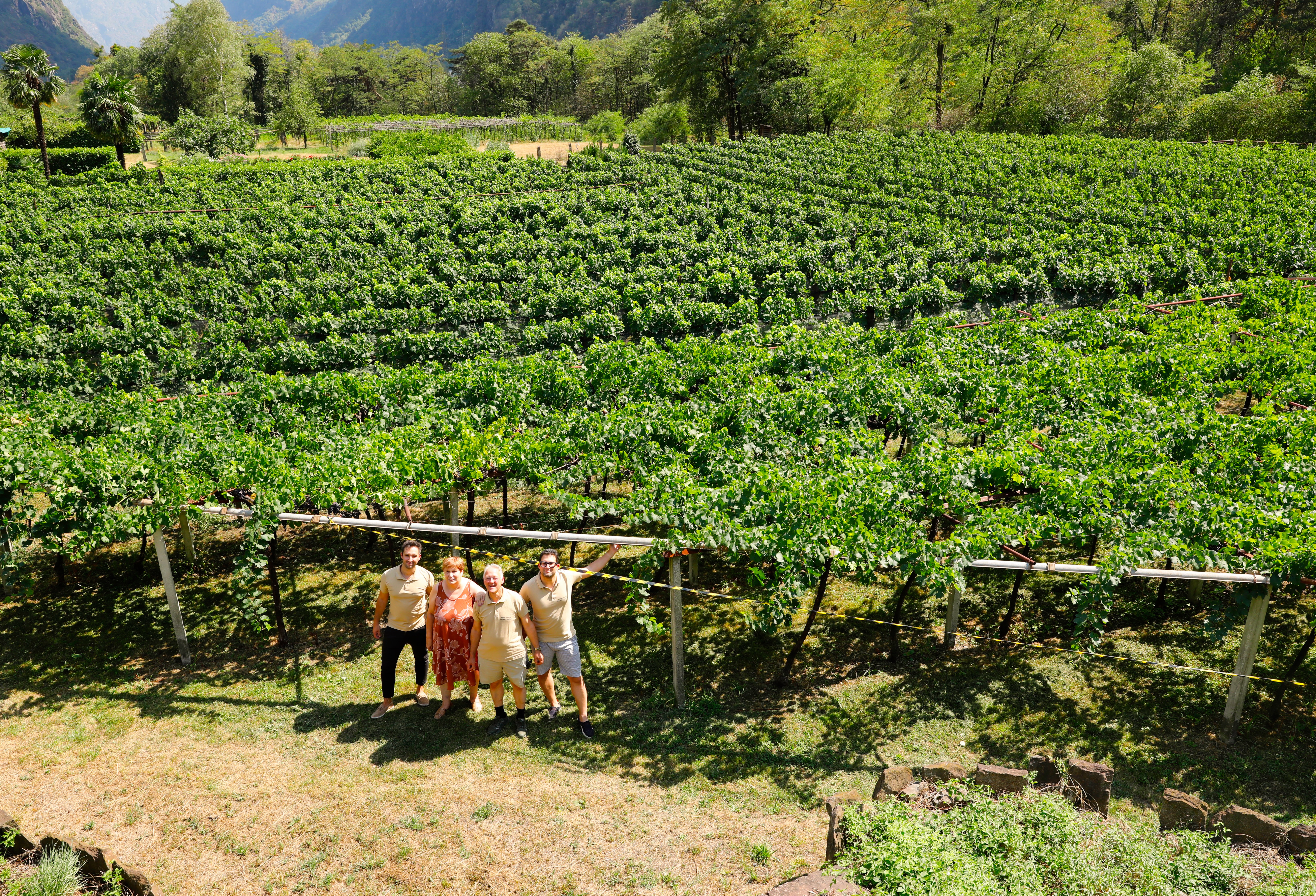 Vigneti terrazzati della Leventina in primavera